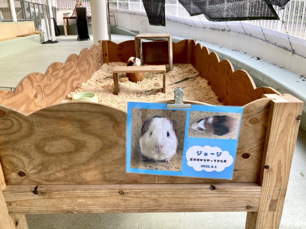 野毛山動物園のモルモット