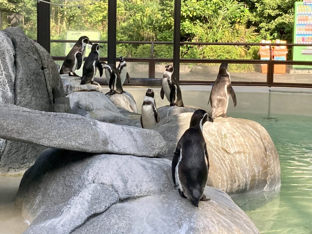 野毛山動物園のペンギン