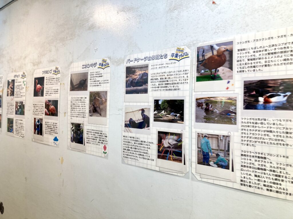 野毛山動物園しろくまの家の卒業アルバム展示