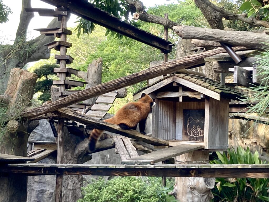 野毛山動物園のレッサーパンダ展示