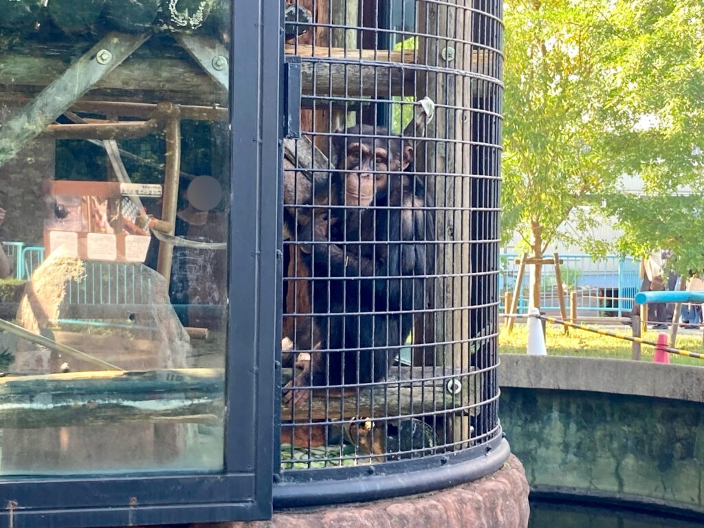 野毛山動物園にいたチンパンジー