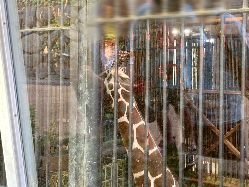 野毛山動物園のキリン（室内展示）