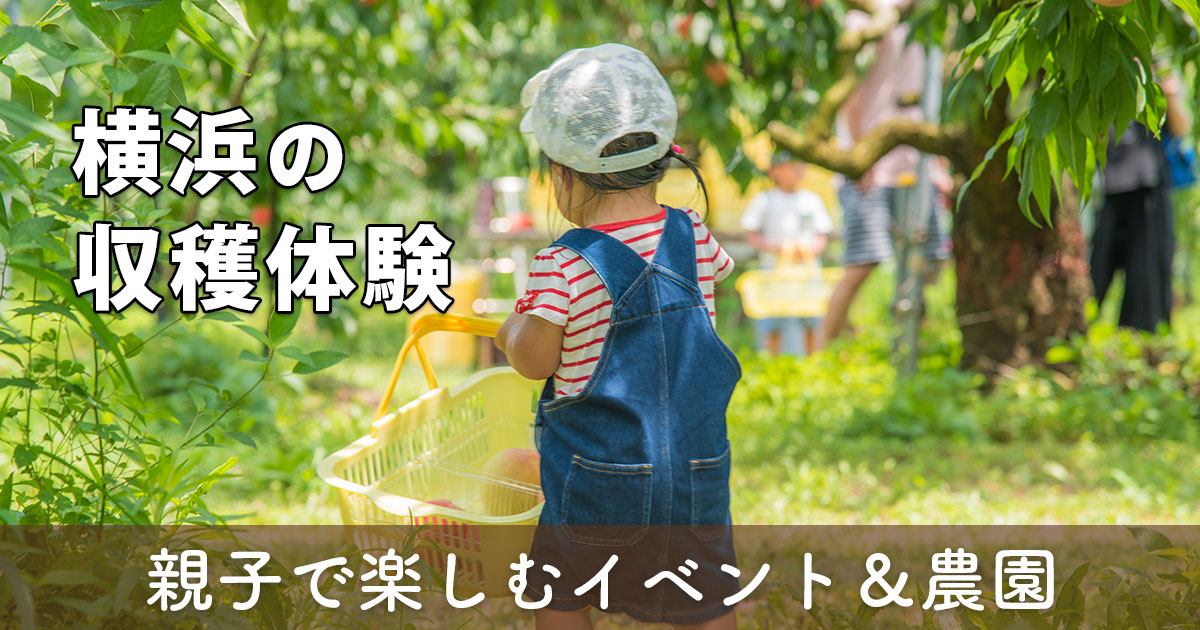 横浜市内の収穫体験・イベントまとめ｜親子で楽しむ芋掘り・みかん狩り・柿狩り